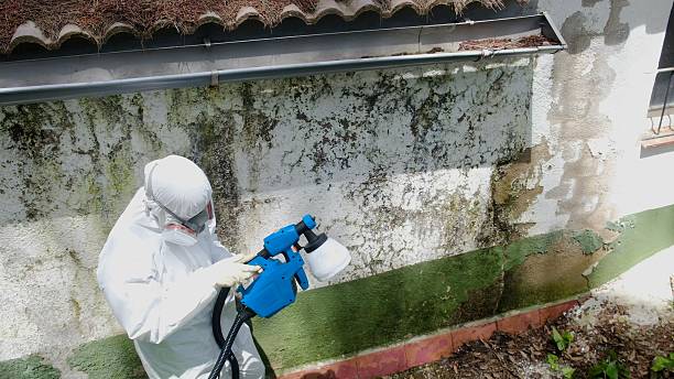 Top rated local Mold Remediation specialists in Bozman, MD